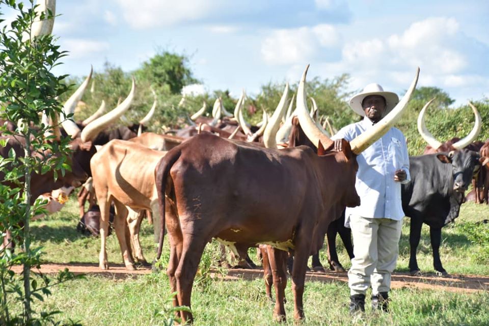 President Yoweri Museveni advises farmers to continue farming amidst Covid-19 lockdown