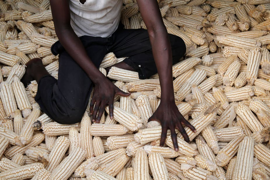 This is a story behind the ban of Ugandan maize to Kenyan market