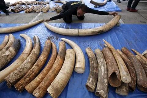 Ivory traders pinned on terrorism in East Africa