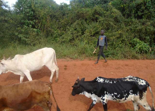 Kanyankole and Opoka reportedly flog Ocen to death over a lost bull