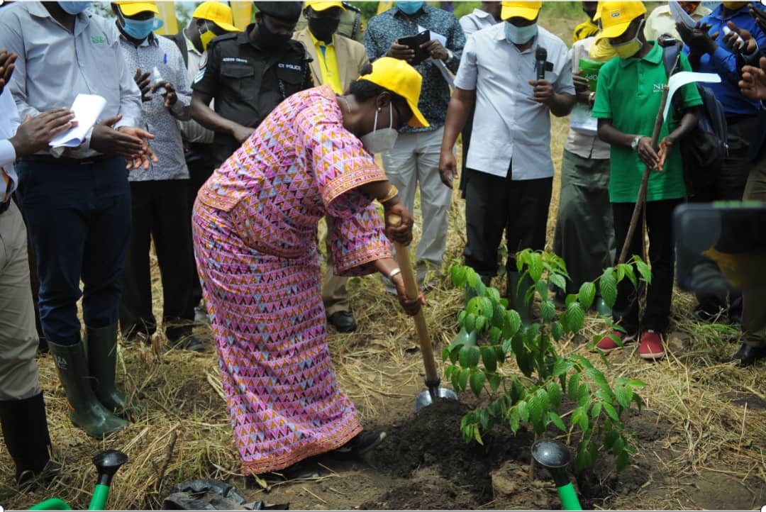 MTN Restores 50 Hectares of Forest cover in Arua
