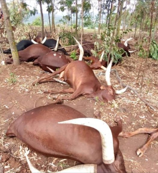 Unknown wicked Ugandans murder a herd of animals