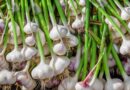 Know the health benefits of garlic