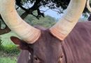 Who owns Ankole cows in South Africa?