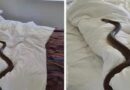 Snake disrupts adulterous couple