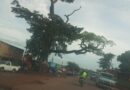 Dangerous tree at Namungoona, Kampala